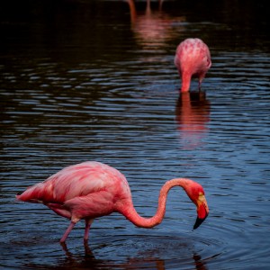 las tres flamingueros
